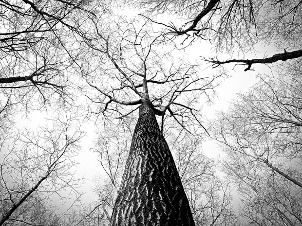 Forest Black And White HD Wallpaper.