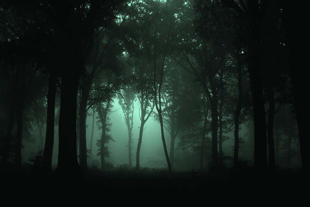 Forest Dark Wallpaper High Resolution.