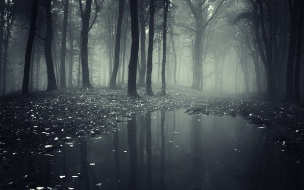 Forest Spooky Wallpaper HD.