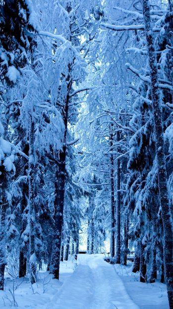 Forest Wallpaper HD In The Winter.