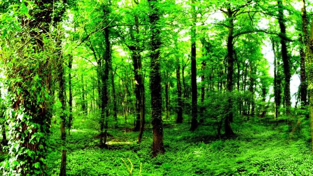 Forest Wide Screen Background.