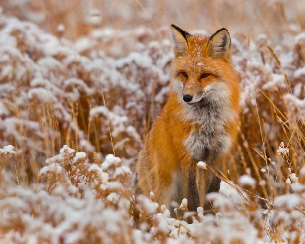 Fox Desktop Wallpaper.