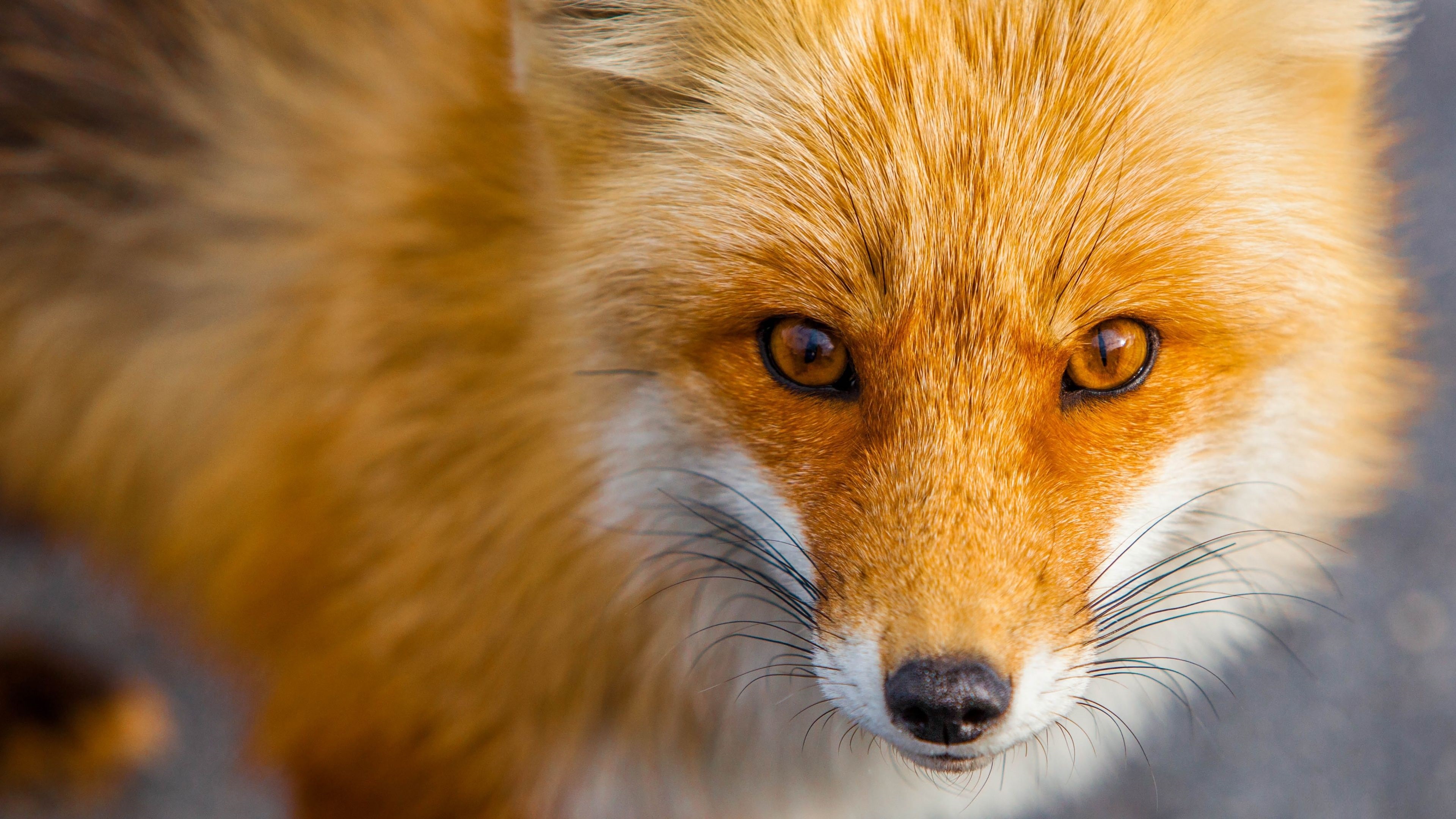 27 Cute Fox Wallpapers  WallpaperSafari