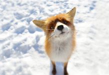 Fox Wallpaper HD Free download.