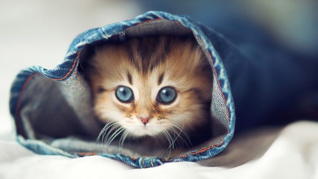 Free Cute Cat Wallpaper HD.