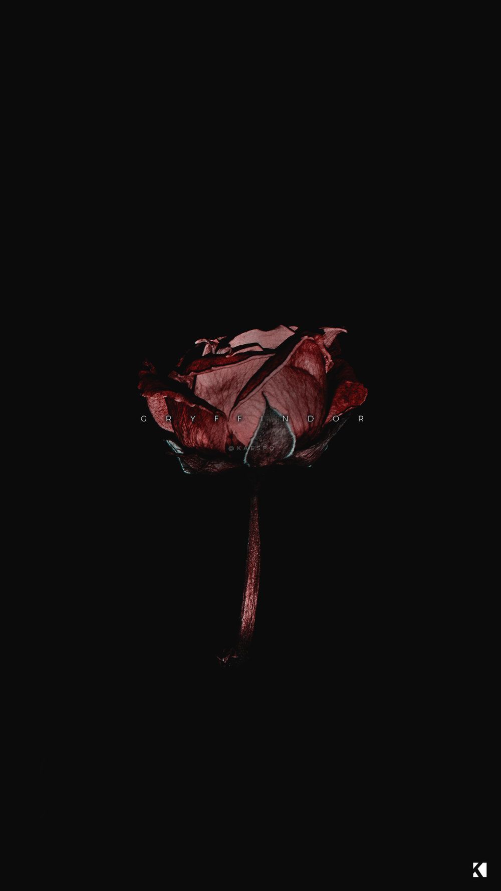 Black Rose HD Wallpaper  Apps on Google Play