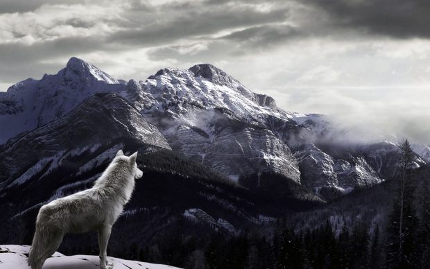 Free Download Wolf Wallpaper HD Winter.
