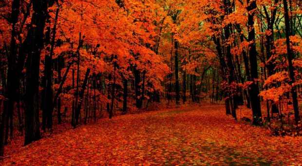 Free HD Wallpaper Fall.