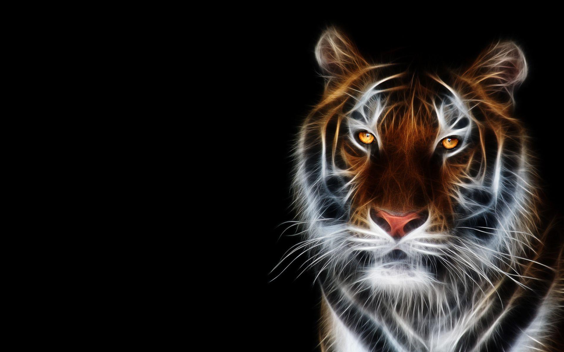 Animal White Tiger HD Wallpaper