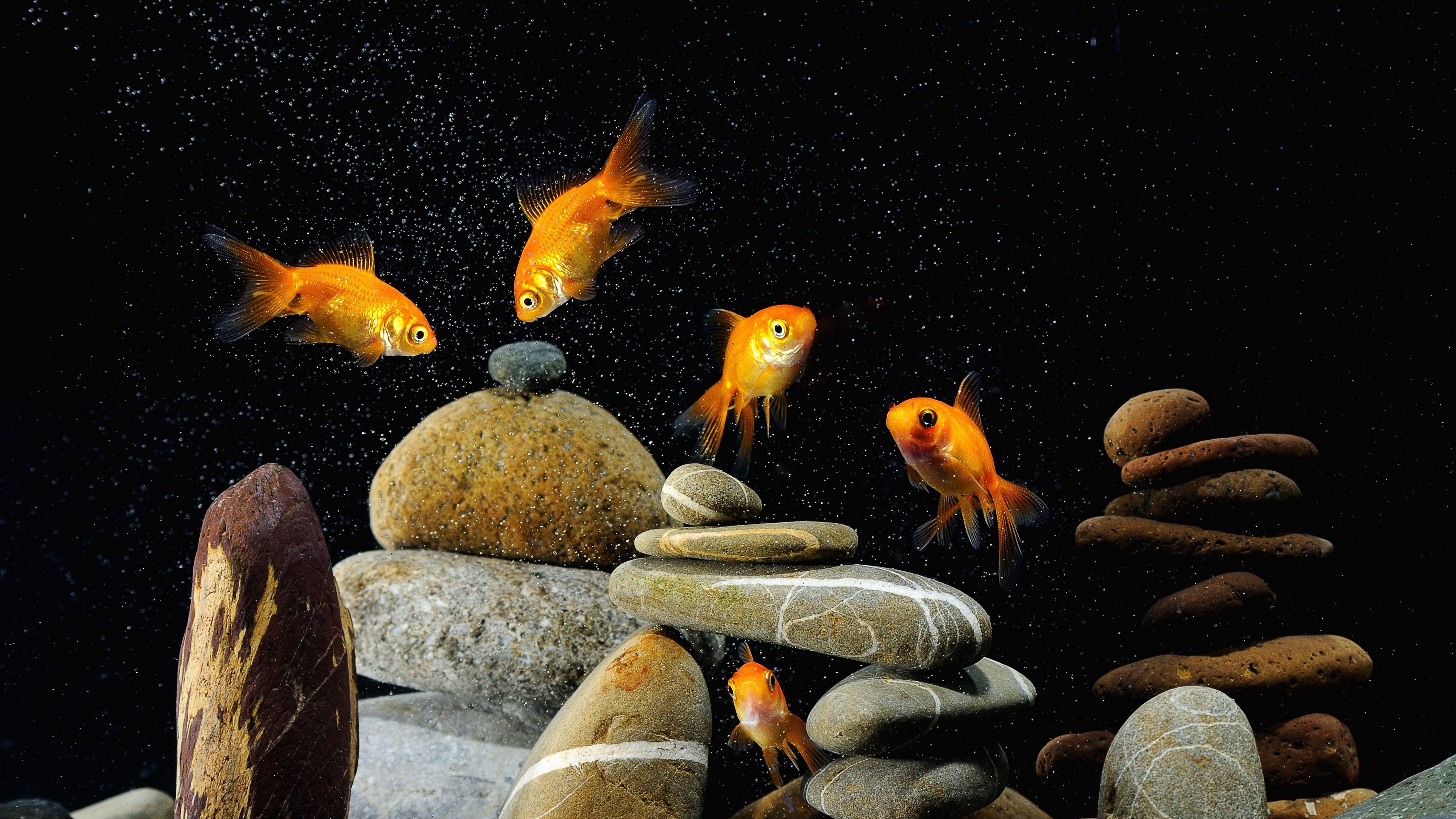 3D Fish Tank Wallpaper 59 images