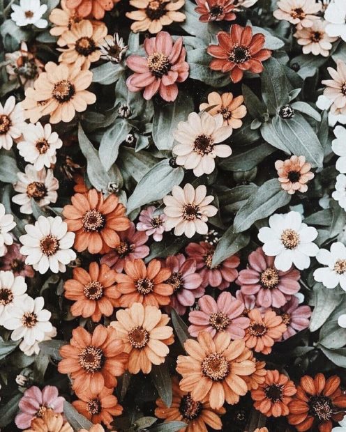 Free download Aesthetic Floral Image.
