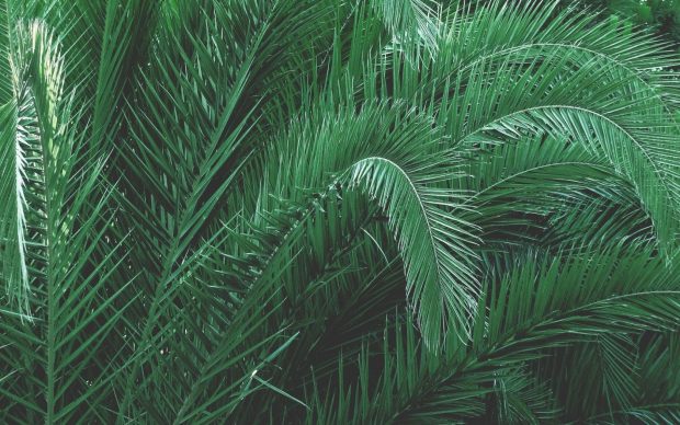 Free download Aesthetic Plants Image.