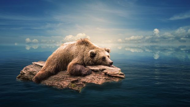 Free download Bear Picture.