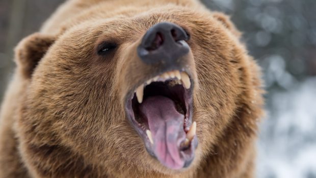 Free download Bear Wallpaper.