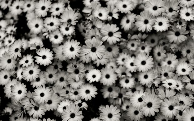 Free download Black And White Aesthetic Wallpaper HD Flower.