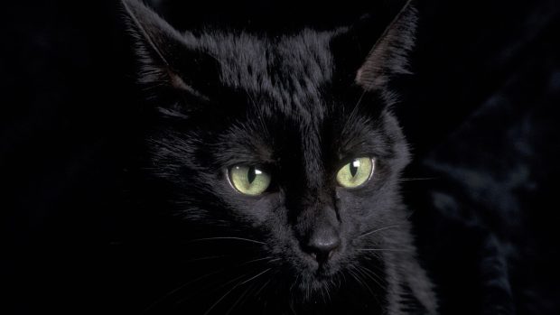 Free download Black Cat Image.