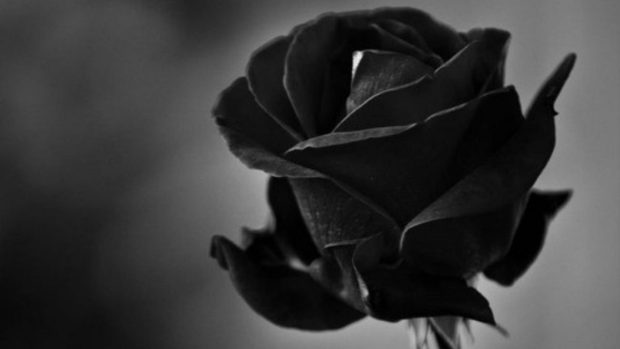 Free download Black Rose Wallpaper HD.