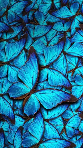 Free download Blue Butterfly Wallpaper Aesthetic.