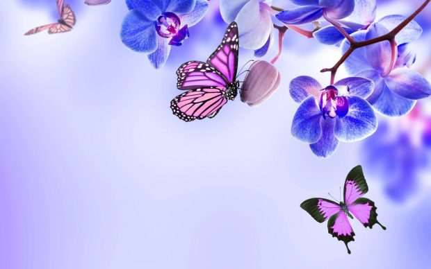 Free download Butterflies Wallpaper.