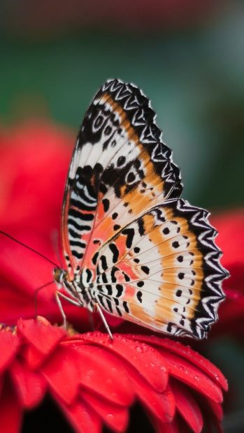 Free download Butterfly Image.