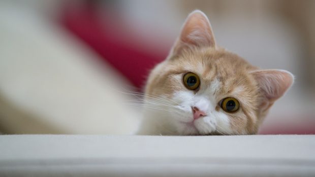 Free download Cat Wallpaper.