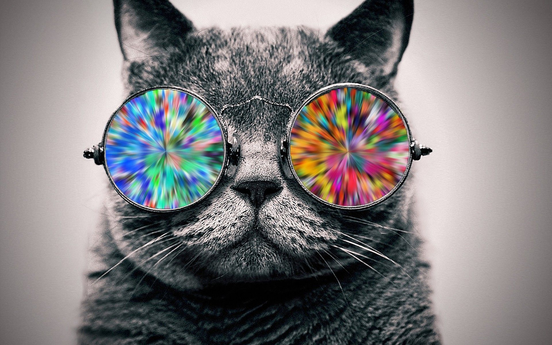 Coolest cat HD wallpapers  Pxfuel