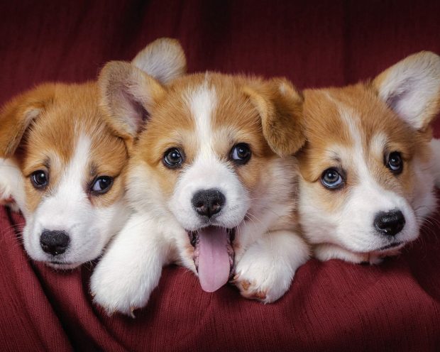 Free download Corgi Image.