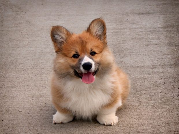 Free download Corgi Picture.