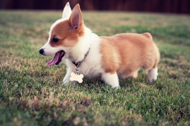 Free download Corgi Wallpaper HD.