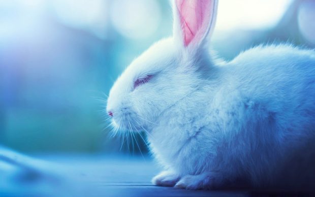 Free download Cute Bunny Backgrounds HD.