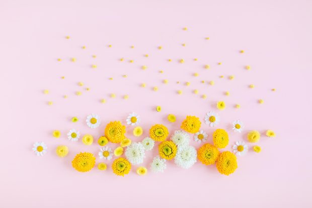 Free download Cute Flower Wallpaper HD.