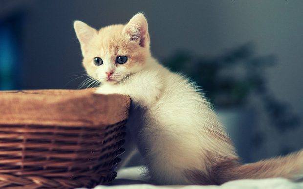 Free download Cute Kitten Backgrounds HD.