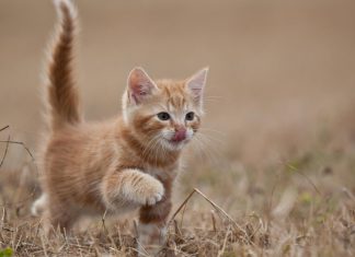 Free download Cute Kitten Wallpaper HD.