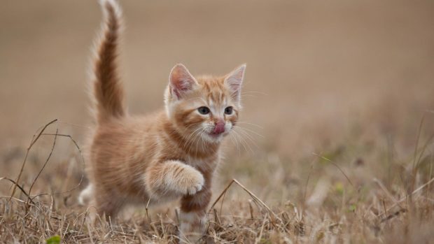 Free download Cute Kitten Wallpaper HD.