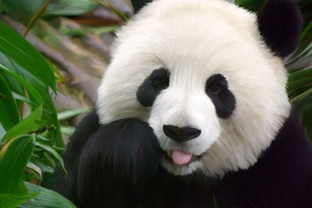 Free download Cute Panda Wallpaper.