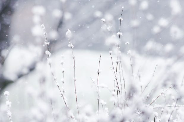 Free download Cute Snow Image.