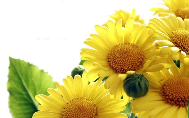 Free download Cute Sunflower Background.