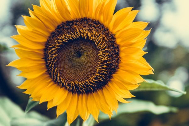 Free download Cute Sunflower Background HD.