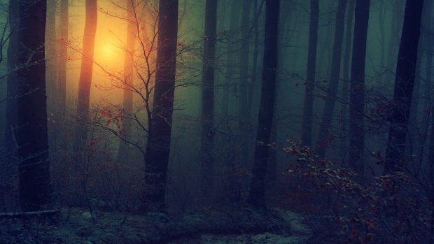 Free download Dark Forest Background.