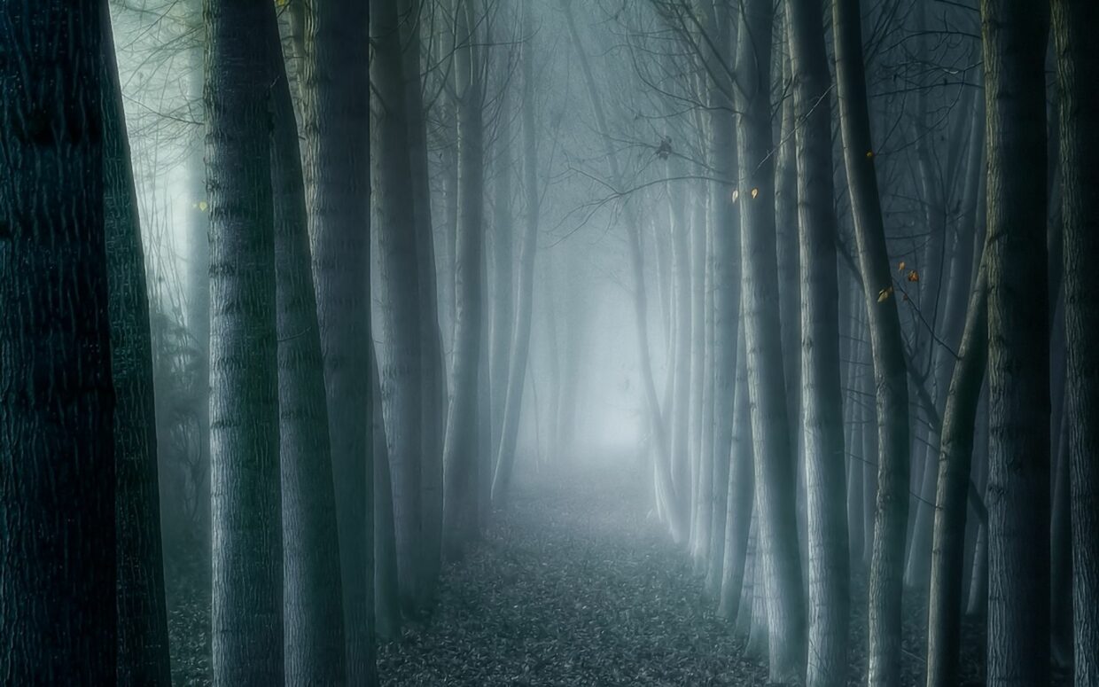 Dark Forest Backgrounds HD High Quality - PixelsTalk