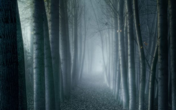 Free download Dark Forest Background HD.