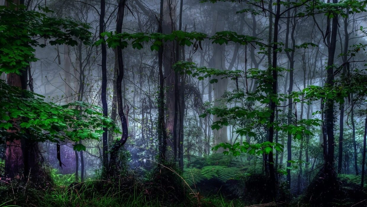 Dark Forest Wallpapers HD High Quality - PixelsTalk