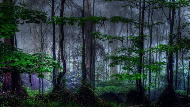 Free download Dark Forest Image.