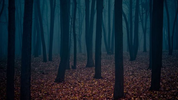 Free download Dark Forest Wallpaper.