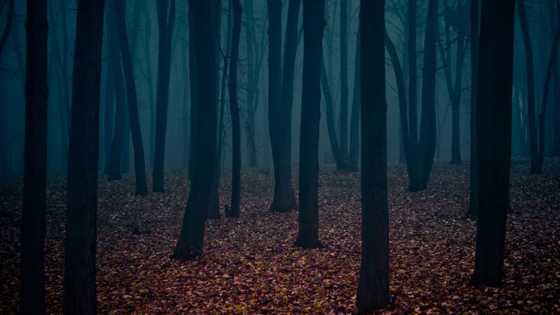 Dark Forest Wallpapers HD High Quality - PixelsTalk