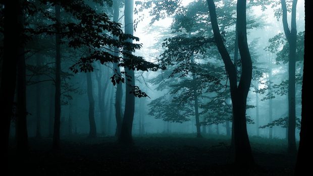 Free download Dark Forest Wallpaper HD.