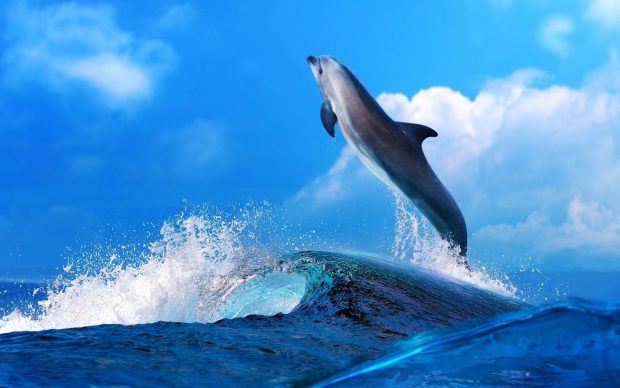 Free download Dolphin Wallpaper.