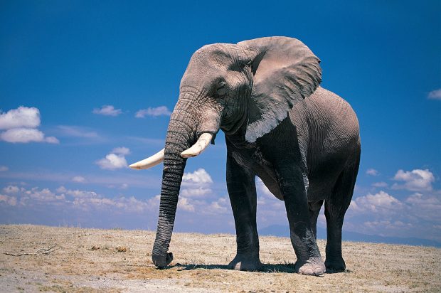 Free download Elephant Image.