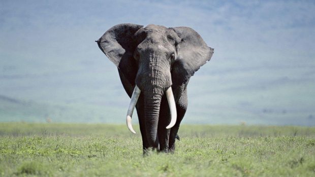 Free download Elephant Wallpaper HD.