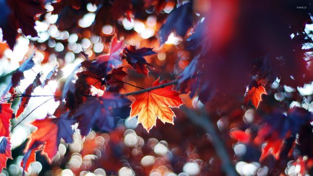 Free download Fall Leaves Wallpaper.